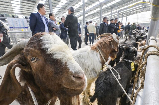 경기남부지역 최초 ‘염소 정기 경매' 시작 [포토뉴스]