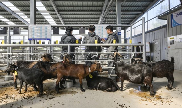 경기남부지역 최초 ‘염소 정기 경매' 시작 [포토뉴스]