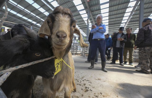 경기남부지역 최초 ‘염소 정기 경매' 시작 [포토뉴스]