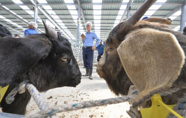 경기남부지역 최초 ‘염소 정기 경매' 시작 [포토뉴스]