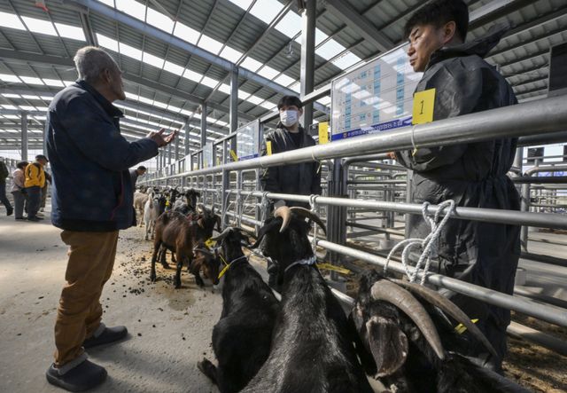 경기남부지역 최초 ‘염소 정기 경매' 시작 [포토뉴스]