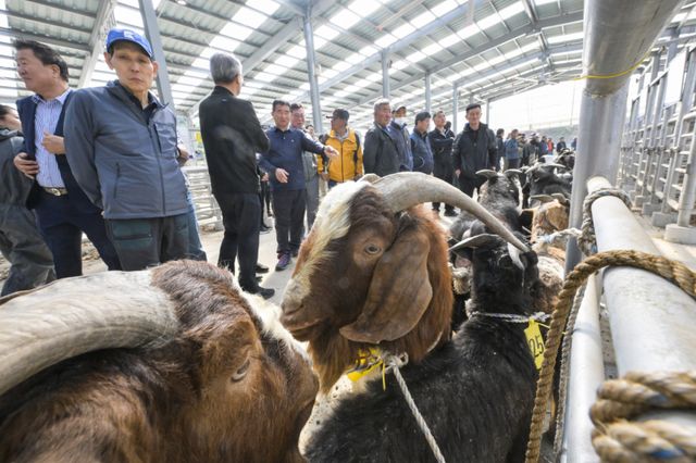 경기남부지역 최초 ‘염소 정기 경매' 시작 [포토뉴스]