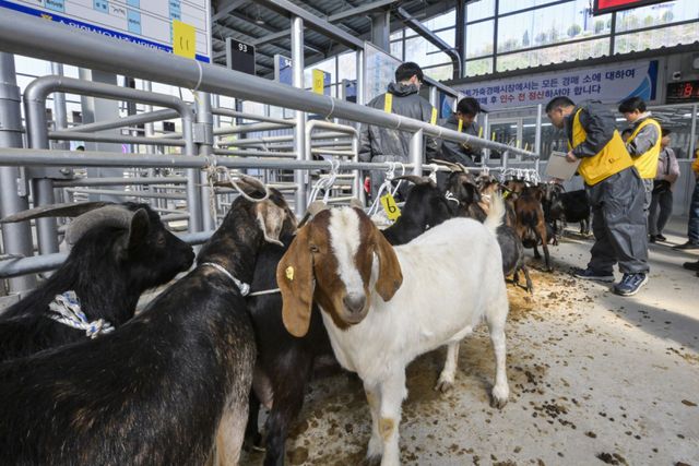 경기남부지역 최초 ‘염소 정기 경매' 시작 [포토뉴스]