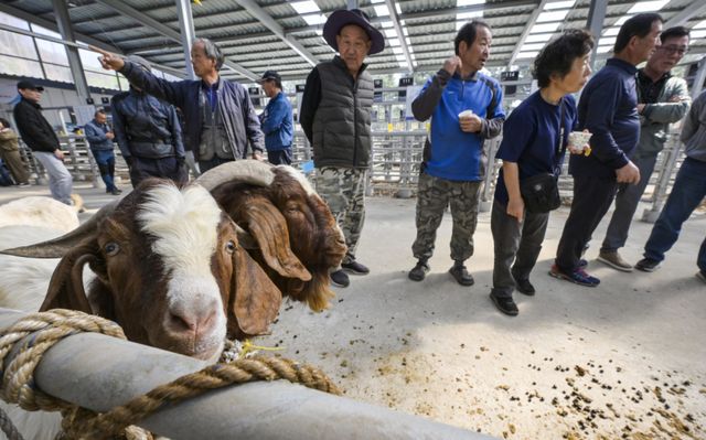 경기남부지역 최초 ‘염소 정기 경매' 시작 [포토뉴스]