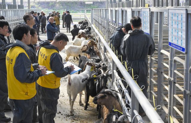 경기남부지역 최초 ‘염소 정기 경매' 시작 [포토뉴스]