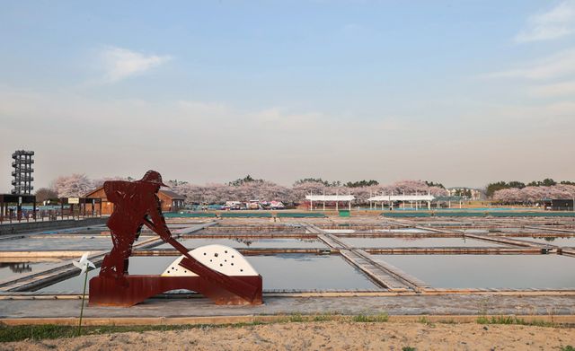 옛 염전의 변신! 봄 맞은 시흥 갯골생태공원의 ‘꽃길’ 풍경 [포토뉴스]