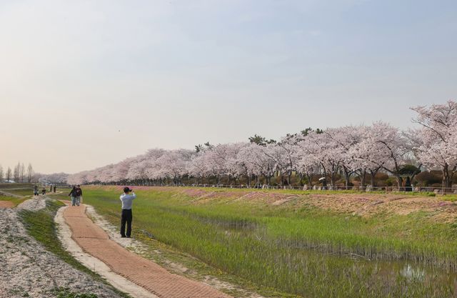 옛 염전의 변신! 봄 맞은 시흥 갯골생태공원의 ‘꽃길’ 풍경 [포토뉴스]