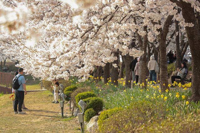 옛 염전의 변신! 봄 맞은 시흥 갯골생태공원의 ‘꽃길’ 풍경 [포토뉴스]