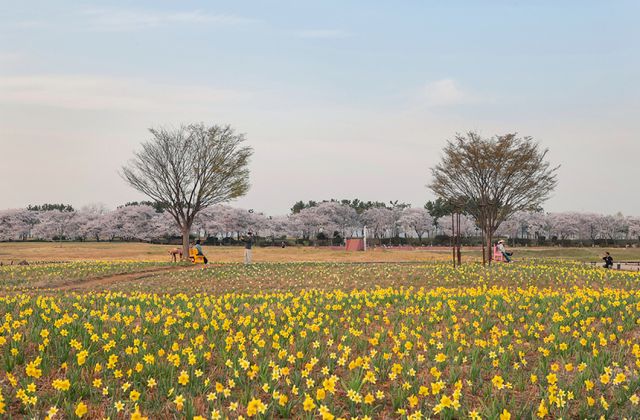 옛 염전의 변신! 봄 맞은 시흥 갯골생태공원의 ‘꽃길’ 풍경 [포토뉴스]