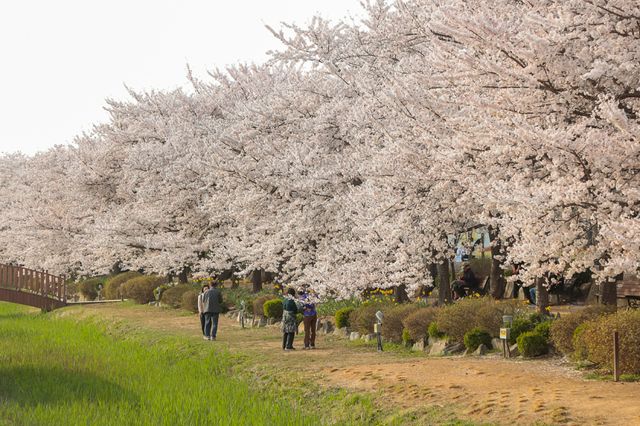 옛 염전의 변신! 봄 맞은 시흥 갯골생태공원의 ‘꽃길’ 풍경 [포토뉴스]