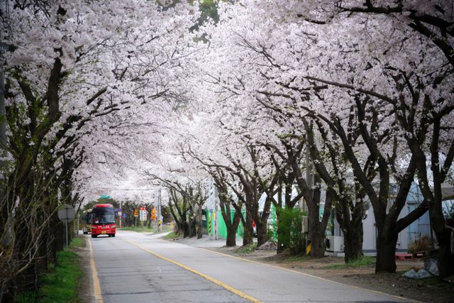 팔당호 푸른 물결과 분홍빛 벚꽃이 어우러진 광주시 남종면 수변 드라이브 코스. 광주시 제공
