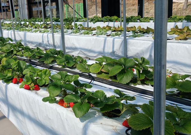과천도시농업센터 유리온실 체험장 사진. 과천시 제공