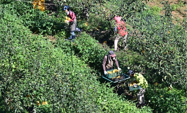 기사의 이해를 돕기 위한 이미지로 직접적 연관은 없습니다. 사진은 경기도내 농민들이 작물을 수확하는 모습. 경기일보DB