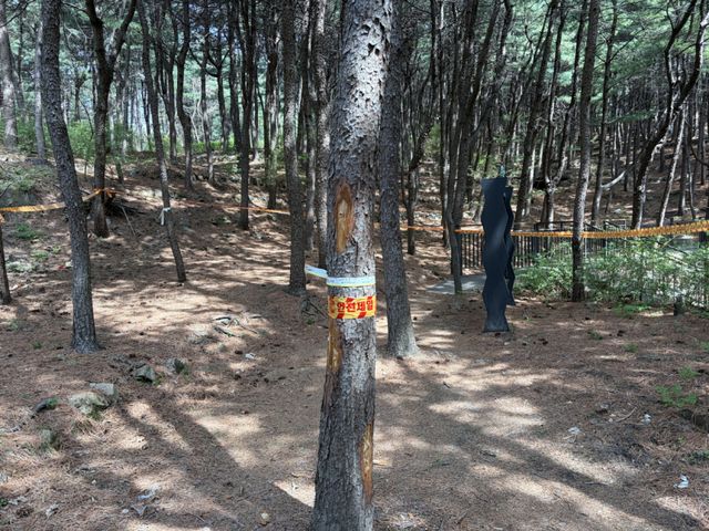 소나무재선충병 감염목. 서울시 제공