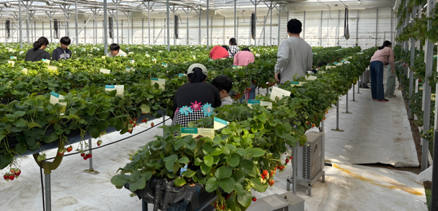 포천의 한 딸기농장에서 진행된 딸기따기 프로그램에 참여한 가족이 함께 딸기를 수확하며 체험을 즐기고 있다. 포천시 제공