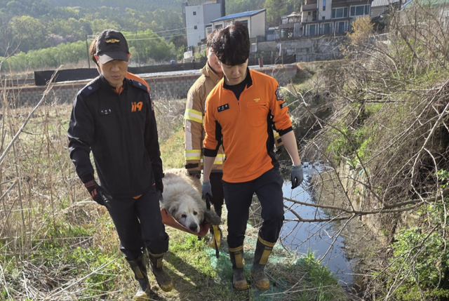 포천 소흘읍 한 주택가에서 고층에서 추락한 체중 약 46kg의 대형견을 소방대원들이 구조하고 있다. 포천소방서 제공