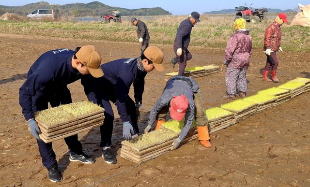 인천해역방어사령부 제291해상전탐감시대가 강화군 볼음도 농가에서 못자리 작업을 돕고 있다. 인방사 제공