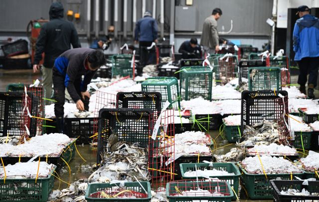 금어기 해제로 봄 꽃게가 본격 출하되는 가운데 27일 오전 인천 중구 경인서부수협위판장에서 상인들이 경매에 앞서 꽃게를 살펴보고 있다.