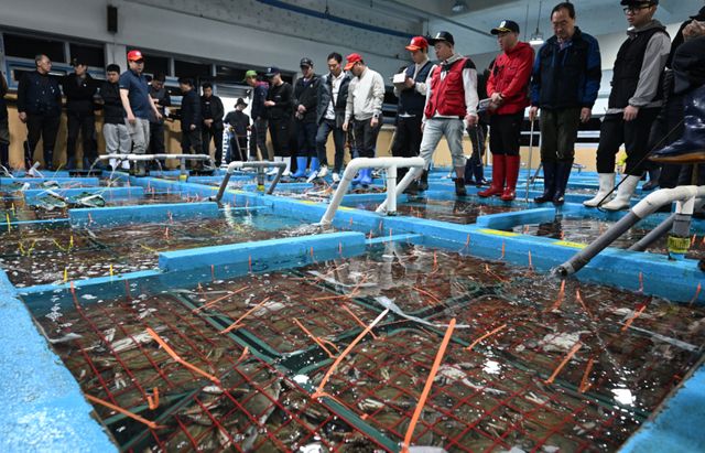 금어기 해제로 봄 꽃게가 본격 출하되는 가운데 27일 오전 인천 중구 경인서부수협위판장에서 경매사와 중매인들이 꽃게를 경매하고 있다.