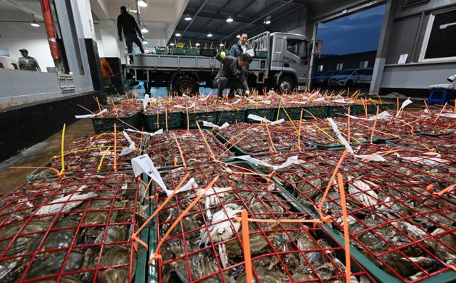 금어기 해제로 봄 꽃게가 본격 출하되는 가운데 27일 오전 인천 중구 경인서부수협위판장에서 수협 관계자들이 꽃게를 하역하고 있다.