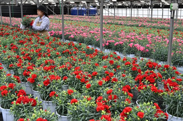 기사의 이해를 돕기 위한 이미지로 직접적 연관은 없습니다. 사진은 경기도내 한 화훼농원에서 관계자가 출하를 앞둔 카네이션을 돌보는 모습. 경기일보DB