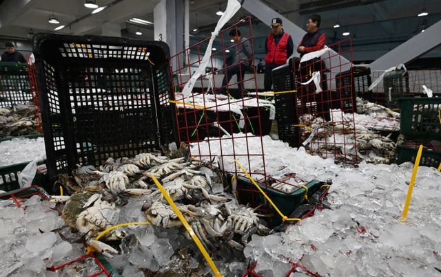 금어기 해제로 봄 꽃게가 본격 출하되는 가운데 27일 오전 인천 중구 경인서부수협위판장에서 상인들이 경매에 앞서 꽃게를 살펴보고 있다.
