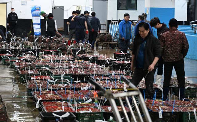 금어기 해제로 봄 꽃게가 본격 출하되는 가운데 27일 오전 인천 중구 경인서부수협위판장에서 상인들이 경매에 앞서 꽃게를 살펴보고 있다.