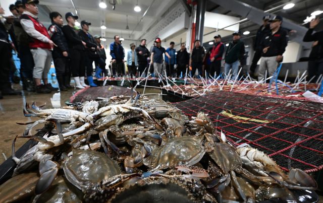 금어기 해제로 봄 꽃게가 본격 출하되는 가운데 27일 오전 인천 중구 경인서부수협위판장에서 경매사와 중매인들이 꽃게를 경매하고 있다.