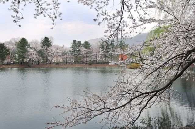 가평군 청평면 옛 중앙내수면연구소 벚꽃길 전경. 가평군 제공