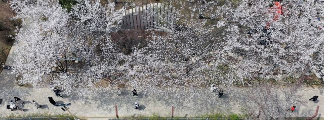 5일 인천 남동구 중앙공원을 찾은 시민들이 만개한 벚꽃길을 거닐며 추억을 남기고 있다. 조병석기자