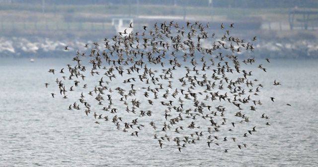 5일 인천 남동구 고잔갯벌에서 도요새 무리지어 날아가고 있다. 조병석기자
