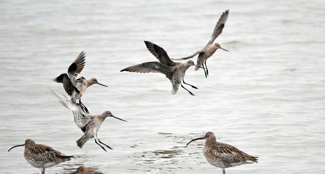 5일 인천 남동구 고잔갯벌에서 도요새 무리가 휴식을 취하고 있다. 조병석기자
