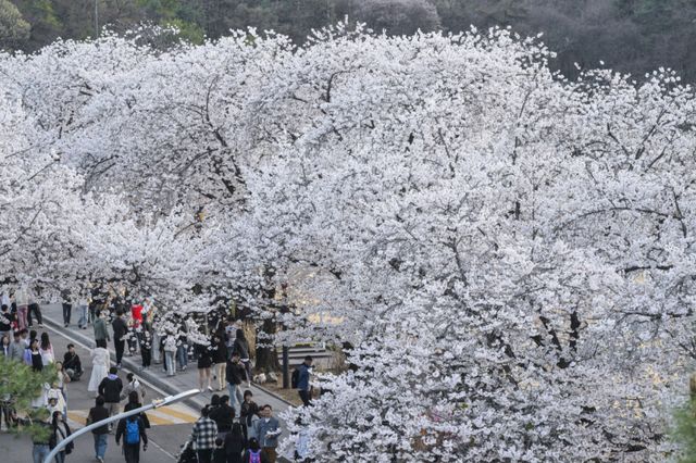 5일 오후 렛츠런파크 서울을 찾은 상춘객들이 활짝 핀 벚꽃을 보며 봄날씨를 즐기고 있다. 지난 3일부터 시작된 올해 벚꽃축제는 ‘馬(마)시멜로’라는 이름으로 오는 12일까지 열리며 야간 경관을 중심으로 야외웨딩 콘셉트의 쉼터 및 드론쇼, 승마 체험 등 다양한 볼거리와 즐길거리가 준비돼 있다. 윤원규기자
