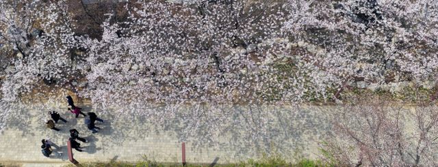 5일 인천 남동구 중앙공원을 찾은 시민들이 만개한 벚꽃길을 거닐며 추억을 남기고 있다. 조병석기자