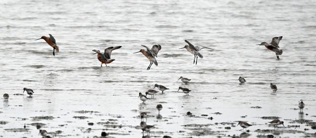 5일 인천 남동구 고잔갯벌에서 도요새 무리가 휴식을 취하고 있다. 조병석기자