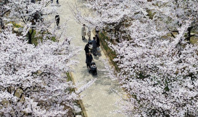 5일 인천 남동구 중앙공원을 찾은 시민들이 만개한 벚꽃길을 거닐며 추억을 남기고 있다. 조병석기자