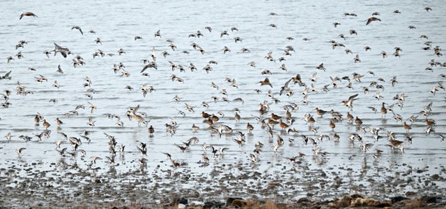 5일 인천 남동구 고잔갯벌에서 도요새 무리지어 날아가고 있다. 조병석기자