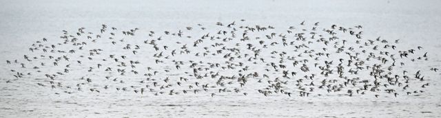 5일 인천 남동구 고잔갯벌에서 도요새 무리지어 날아가고 있다. 조병석기자