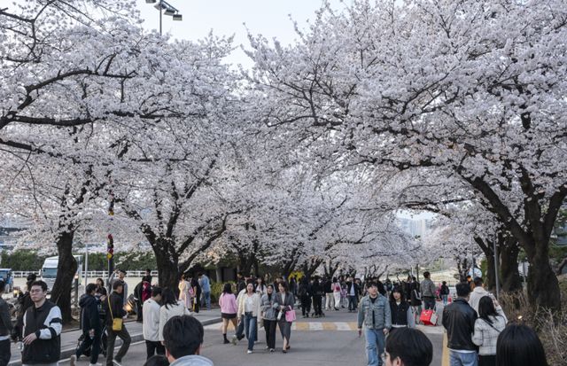 5일 오후 렛츠런파크 서울을 찾은 상춘객들이 활짝 핀 벚꽃을 보며 봄날씨를 즐기고 있다. 지난 3일부터 시작된 올해 벚꽃축제는 ‘馬(마)시멜로’라는 이름으로 오는 12일까지 열리며 야간 경관을 중심으로 야외웨딩 콘셉트의 쉼터 및 드론쇼, 승마 체험 등 다양한 볼거리와 즐길거리가 준비돼 있다. 윤원규기자