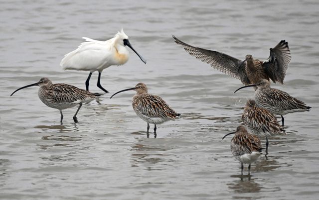 5일 인천 남동구 고잔갯벌에서 알락꼬리마도요와 저어새가 먹이활동을 하고 있다. 알락꼬리마도요는 북쪽 번식지로 이동 중 이곳에서 체력을 보충하고, 저어새는 이 일대에서 번식을 마친 뒤 남쪽으로 이동한다.조병석기자