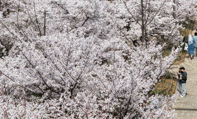5일 인천 남동구 중앙공원을 찾은 시민들이 만개한 벚꽃길을 거닐며 추억을 남기고 있다. 조병석기자