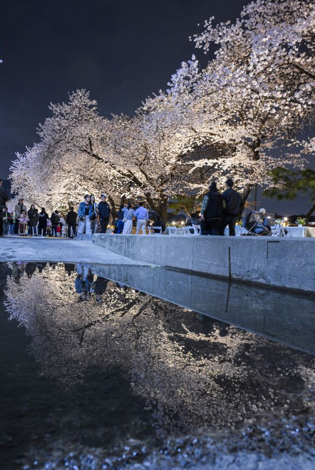 5일 오후 렛츠런파크 서울을 찾은 상춘객들이 활짝 핀 벚꽃을 보며 봄날씨를 즐기고 있다. 지난 3일부터 시작된 올해 벚꽃축제는 ‘馬(마)시멜로’라는 이름으로 오는 12일까지 열리며 야간 경관을 중심으로 야외웨딩 콘셉트의 쉼터 및 드론쇼, 승마 체험 등 다양한 볼거리와 즐길거리가 준비돼 있다. 윤원규기자
