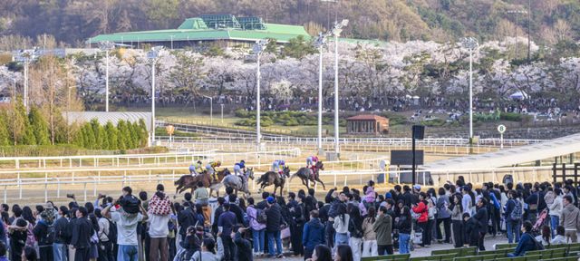 5일 오후 렛츠런파크 서울을 찾은 상춘객들이 활짝 핀 벚꽃을 보며 봄날씨를 즐기고 있다. 지난 3일부터 시작된 올해 벚꽃축제는 ‘馬(마)시멜로’라는 이름으로 오는 12일까지 열리며 야간 경관을 중심으로 야외웨딩 콘셉트의 쉼터 및 드론쇼, 승마 체험 등 다양한 볼거리와 즐길거리가 준비돼 있다. 윤원규기자