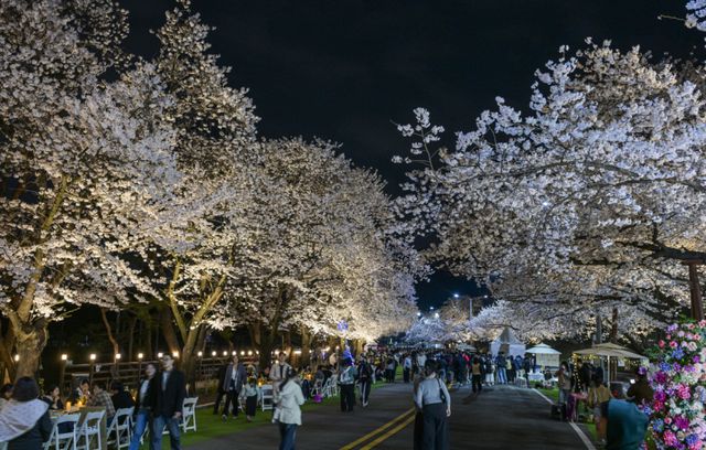 5일 오후 렛츠런파크 서울을 찾은 상춘객들이 활짝 핀 벚꽃을 보며 봄날씨를 즐기고 있다. 지난 3일부터 시작된 올해 벚꽃축제는 ‘馬(마)시멜로’라는 이름으로 오는 12일까지 열리며 야간 경관을 중심으로 야외웨딩 콘셉트의 쉼터 및 드론쇼, 승마 체험 등 다양한 볼거리와 즐길거리가 준비돼 있다. 윤원규기자