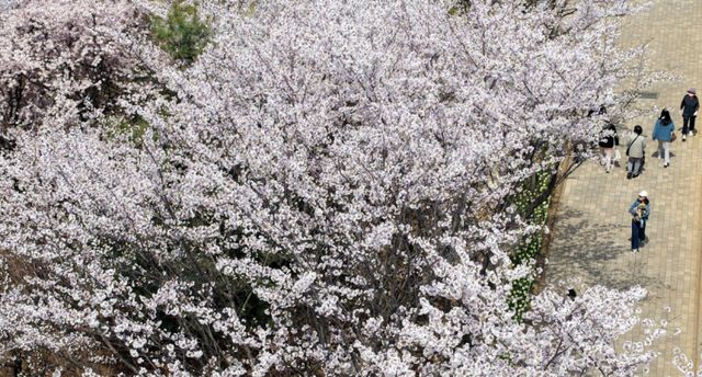 5일 인천 남동구 중앙공원을 찾은 시민들이 만개한 벚꽃길을 거닐며 추억을 남기고 있다. 조병석기자