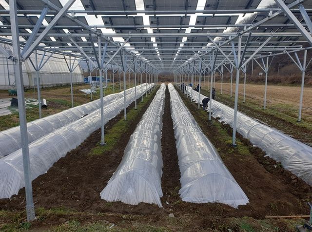 태양광 시설이 설치된 비닐하우스 내부 모습. 파주시 제공