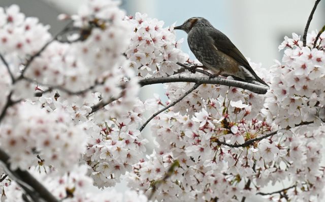 6일 인천시 미추홀구 정부인천지방합동청사에서 직박구리가 활짝 핀 벚꽃 사이로 꿀을 찾고 있다. 조병석기자