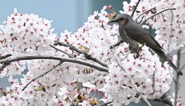 6일 인천시 미추홀구 정부인천지방합동청사에서 직박구리가 활짝 핀 벚꽃 사이로 꿀을 찾고 있다. 조병석기자