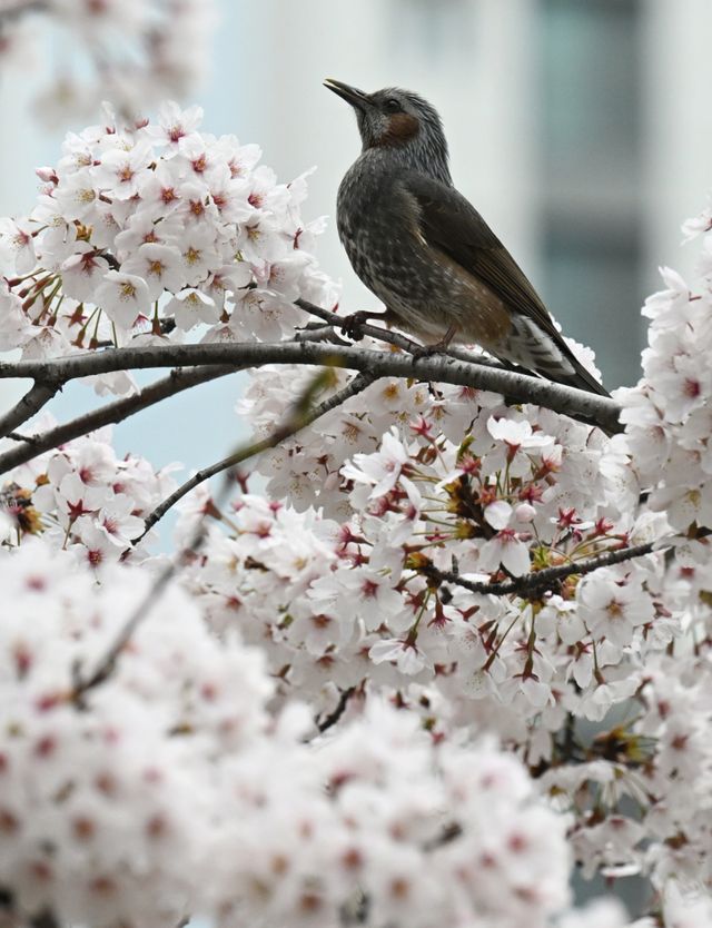 6일 인천시 미추홀구 정부인천지방합동청사에서 직박구리가 활짝 핀 벚꽃 사이로 꿀을 찾고 있다. 조병석기자