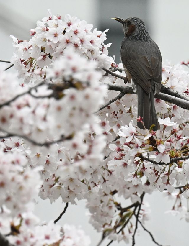 6일 인천시 미추홀구 정부인천지방합동청사에서 직박구리가 활짝 핀 벚꽃 사이로 꿀을 찾고 있다. 조병석기자